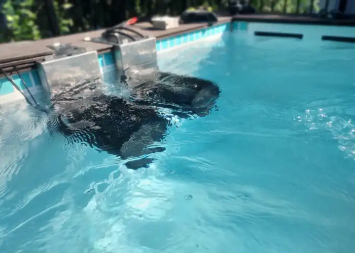 endless swimming pool